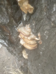 Trametes ochracea