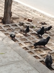 Columba livia