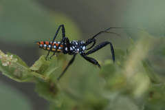 Rhynocoris albopunctatus