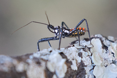 Rhynocoris albopunctatus