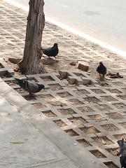 Columba livia