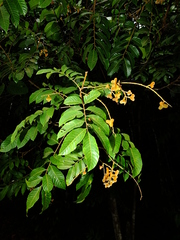 Cupania scrobiculata