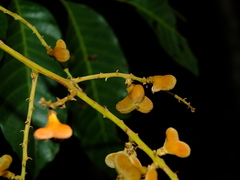 Cupania scrobiculata