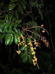 Cupania scrobiculata