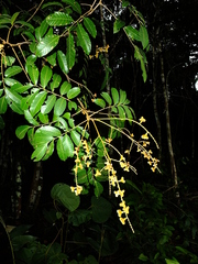 Cupania scrobiculata