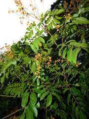 Cupania scrobiculata