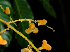 Cupania scrobiculata