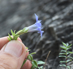 Gentiana septemfida grossheimii