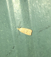 Dichomeris ventrellus