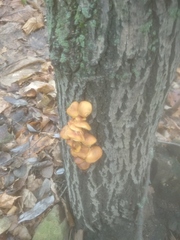 Flammulina velutipes