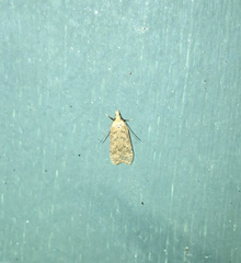 Dichomeris ventrellus