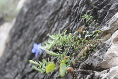 Gentiana septemfida grossheimii