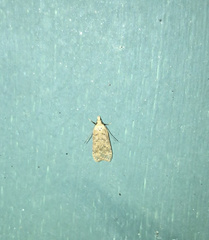 Dichomeris ventrellus