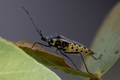 Plinachtus pungens