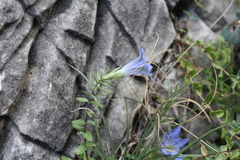 Gentiana septemfida grossheimii