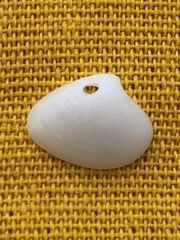 Transennella conradina