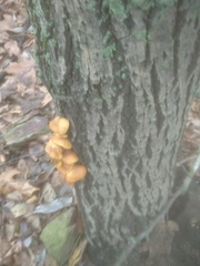 Flammulina velutipes
