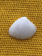 Transennella conradina