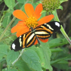 Heliconius ethilla polychrous