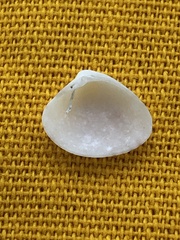 Transennella conradina