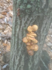 Flammulina velutipes