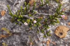 Lachnaea grandiflora