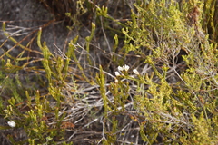Lachnaea grandiflora