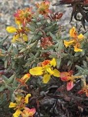 Dinemandra ericoides