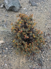 Dinemandra ericoides