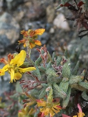 Dinemandra ericoides