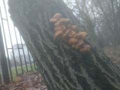Flammulina velutipes
