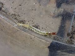 Evalljapyx propinquus