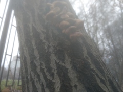 Flammulina velutipes