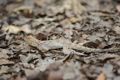 Agama mossambica