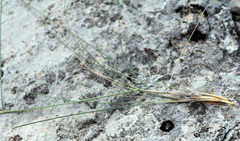 Stipa daghestanica