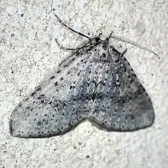 Colostygia multistrigaria