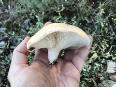Lactarius tesquorum