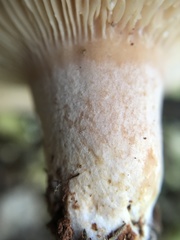 Lactarius tesquorum
