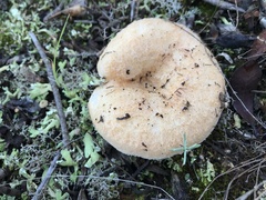Lactarius tesquorum