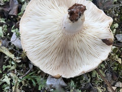 Lactarius tesquorum