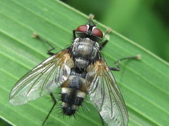 Thelaira nigripes