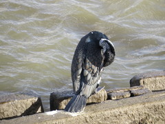Phalacrocorax carbo