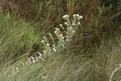 Helichrysum foetidum