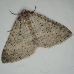 Colostygia multistrigaria