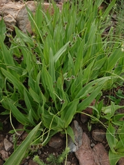 Hypoxis galpinii