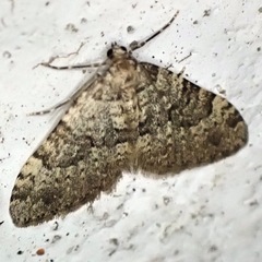 Nebula ibericata