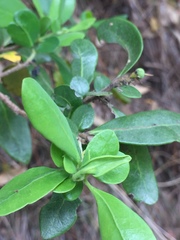 Azara integrifolia