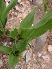 Hypoxis galpinii