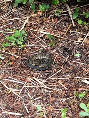 Agkistrodon piscivorus