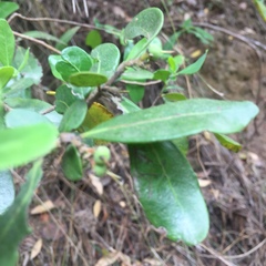 Azara integrifolia